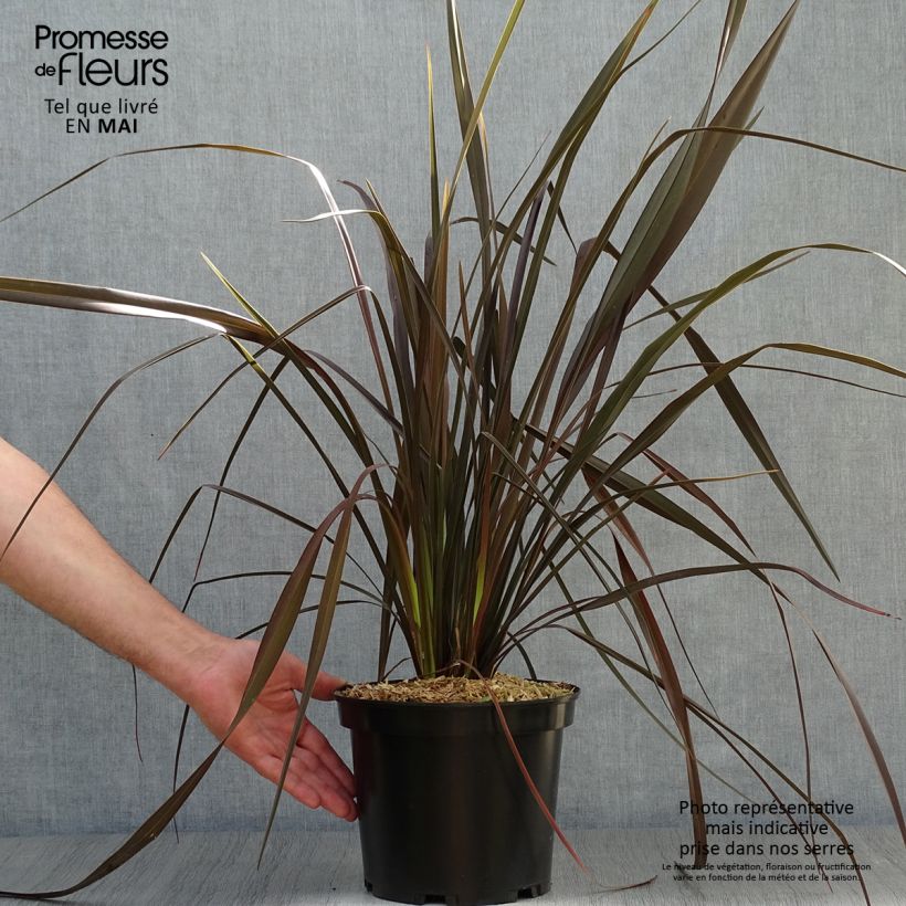 Phormium Dark Delight - Lino della Nuova Zelanda Vaso da 4L/5L esemplare consegnato in primavera
