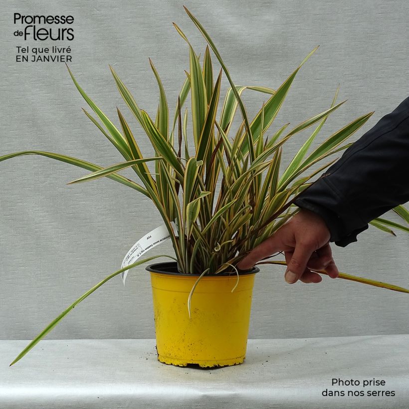 Phormium Golden Ray - Lino della Nuova Zelanda Vaso da 2L/3L esemplare consegnato in inverno