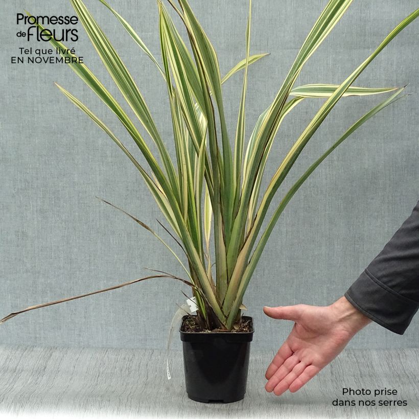 Esemplare di Phormium Golden Ray - Lino della Nuova Zelanda Vaso da 2L/3L come consegnato in autunno