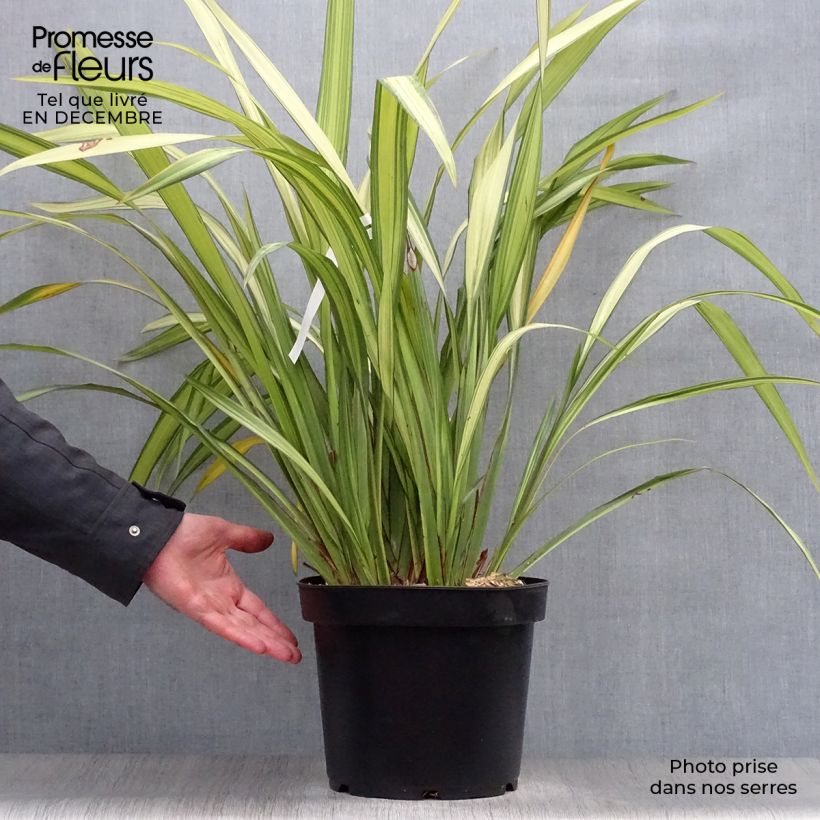 Phormium Golden Ray - Lino della Nuova Zelanda Vaso da 7,5L/10L esemplare consegnato in inverno