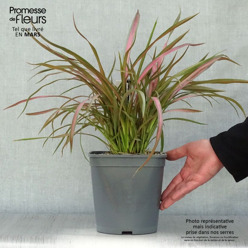 Phormium Jester - Lino della Nuova Zelanda Vaso da 3L/4L esemplare consegnato in primavera