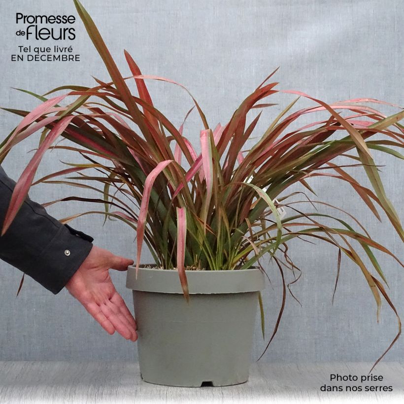 Phormium Jester - Lino della Nuova Zelanda Vaso da 7,5L/10L esemplare consegnato in inverno