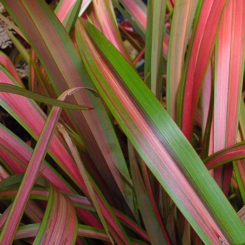 Phormium Jester - Lino della Nuova Zelanda (Fogliame)