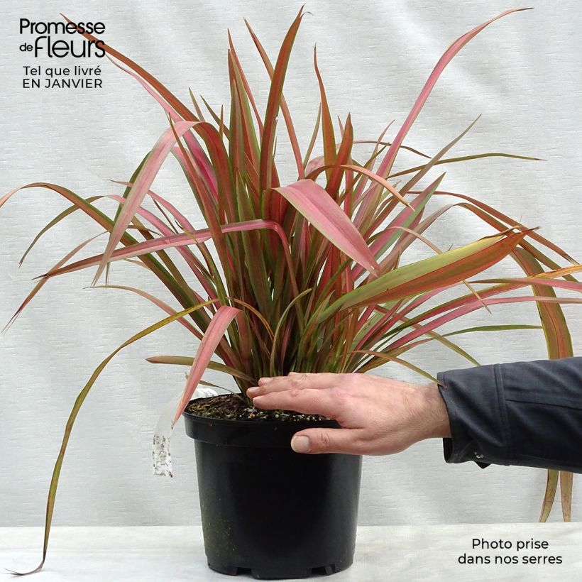 Phormium Jester - Lino della Nuova Zelanda Vaso da 3L/4L esemplare consegnato in inverno