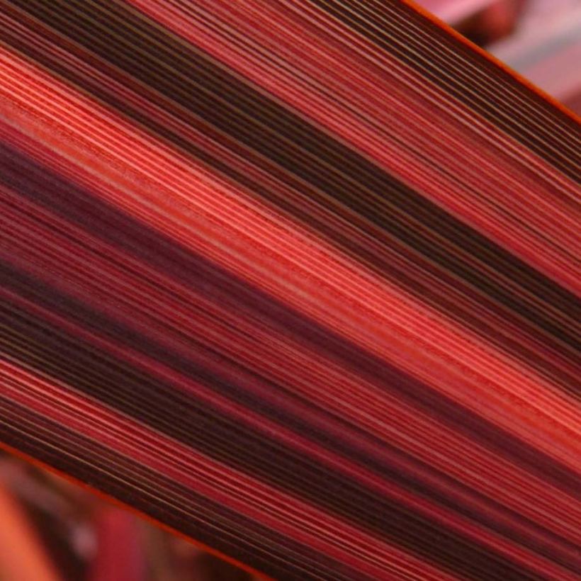 Phormium Margaret Jones - Lino della Nuova Zelanda (Fogliame)