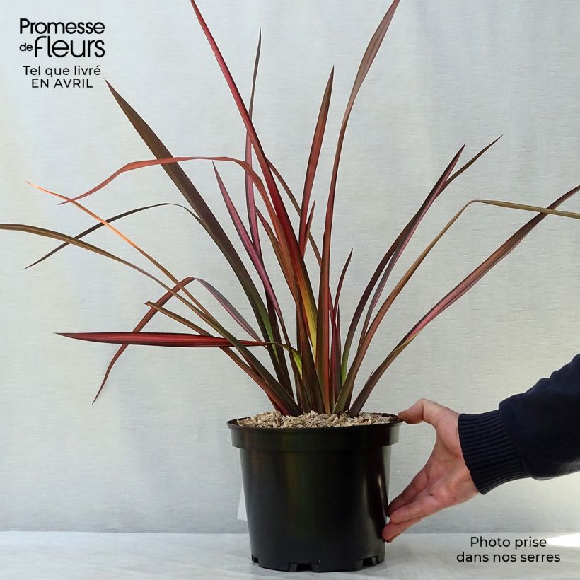 Phormium Margaret Jones - Lino della Nuova Zelanda Vaso da 4L/5L esemplare consegnato in primavera