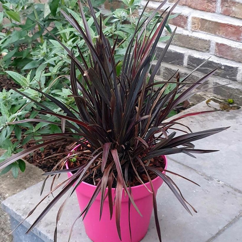 Phormium Mini Magic - Lino della Nuova Zelanda (Porto)