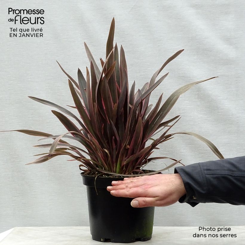 Phormium Pink Panther - Lino della Nuova Zelanda Vaso da 2L/3L esemplare consegnato in inverno
