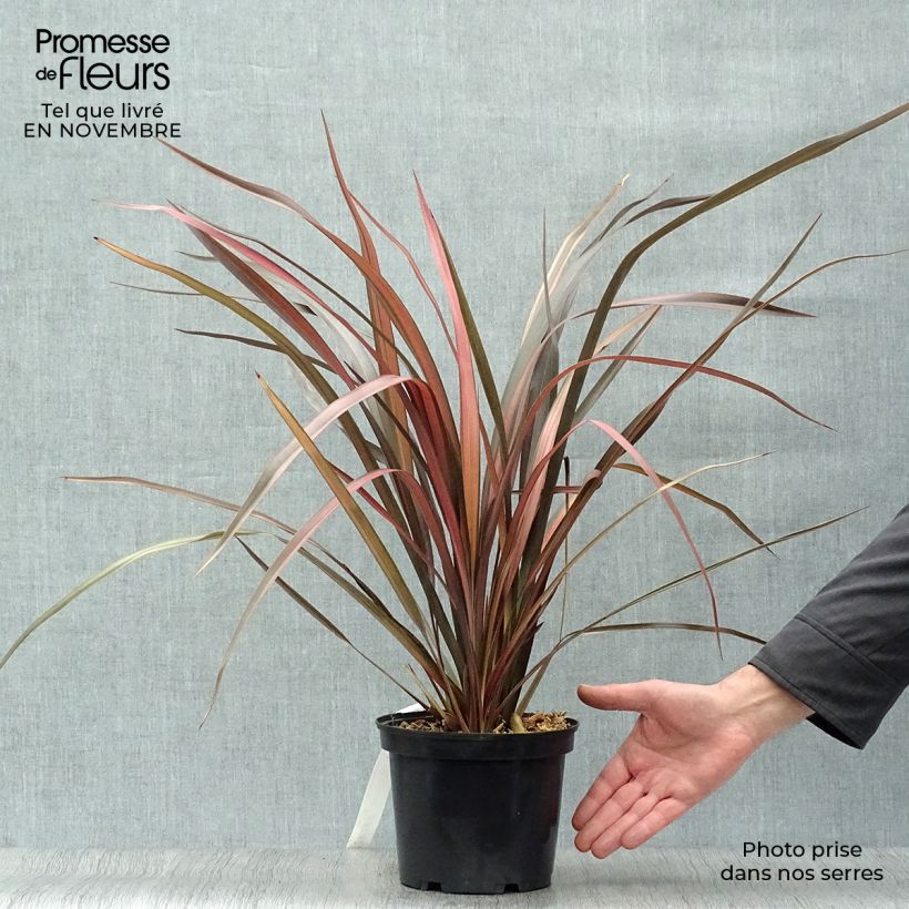 Esemplare di Phormium Pink Panther - Lino della Nuova Zelanda Vaso da 2L/3L come consegnato in autunno