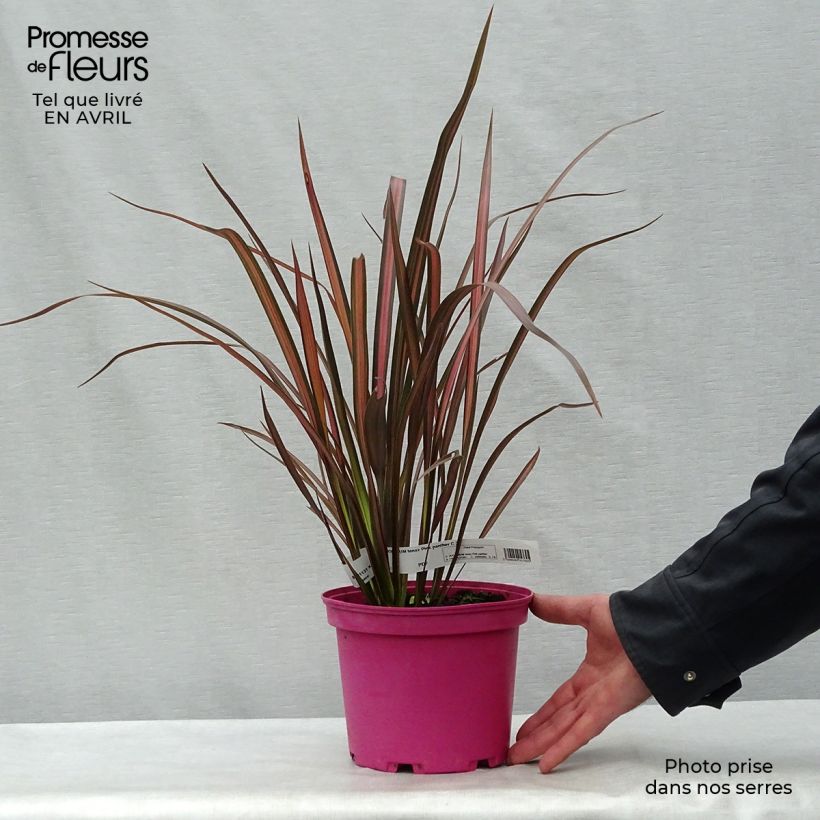 Phormium Pink Panther - Lino della Nuova Zelanda Vaso da 2L/3L esemplare consegnato in primavera