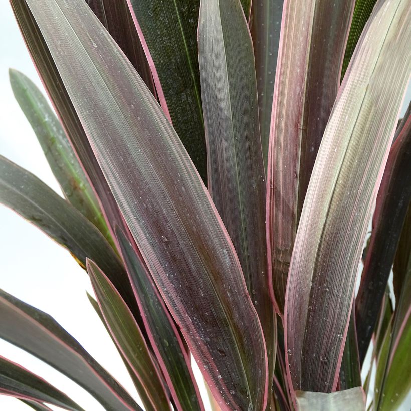 Phormium Pink Stripe - Lino della Nuova Zelanda (Fogliame)