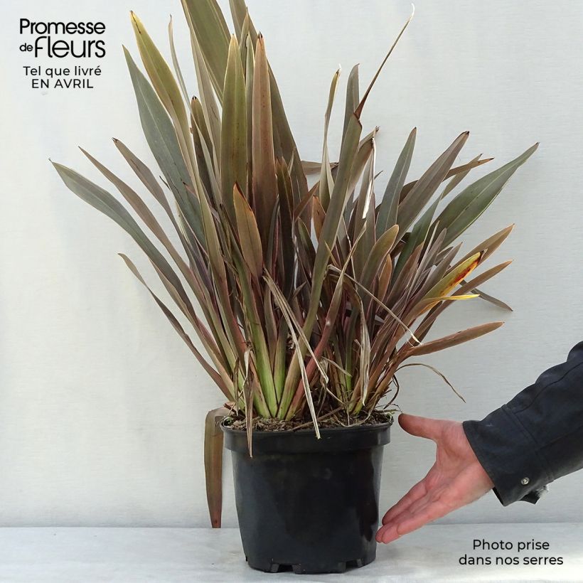 Phormium Pink Stripe - Lino della Nuova Zelanda Vaso da 3L/4L esemplare consegnato in primavera