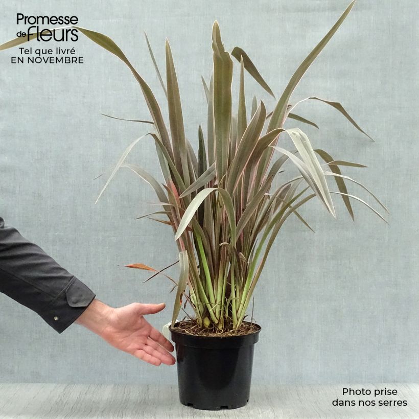 Esemplare di Phormium Pink Stripe - Lino della Nuova Zelanda Vaso da 3L/4L come consegnato in autunno