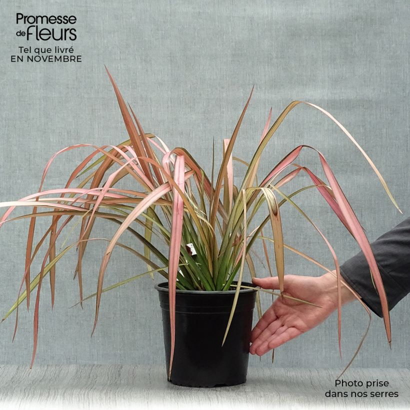 Esemplare di Phormium Rainbow Maiden - Lino della Nuova Zelanda Vaso da 3L/4L come consegnato in autunno