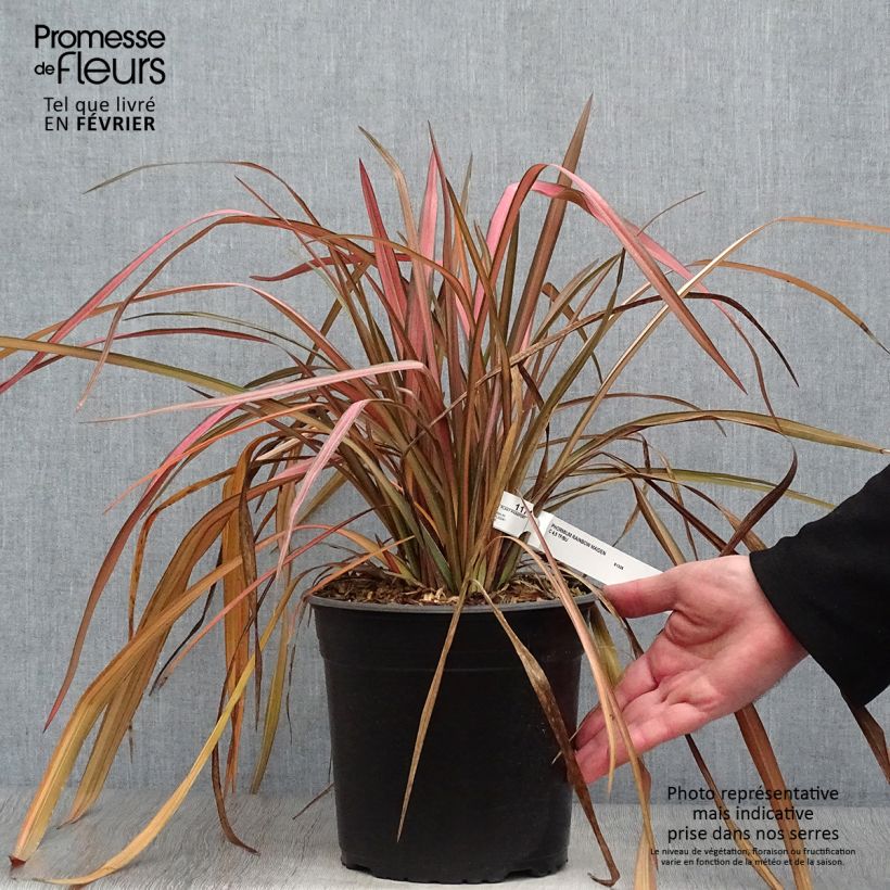 Phormium Rainbow Maiden - Lino della Nuova Zelanda Vaso da 3L/4L esemplare consegnato in inverno