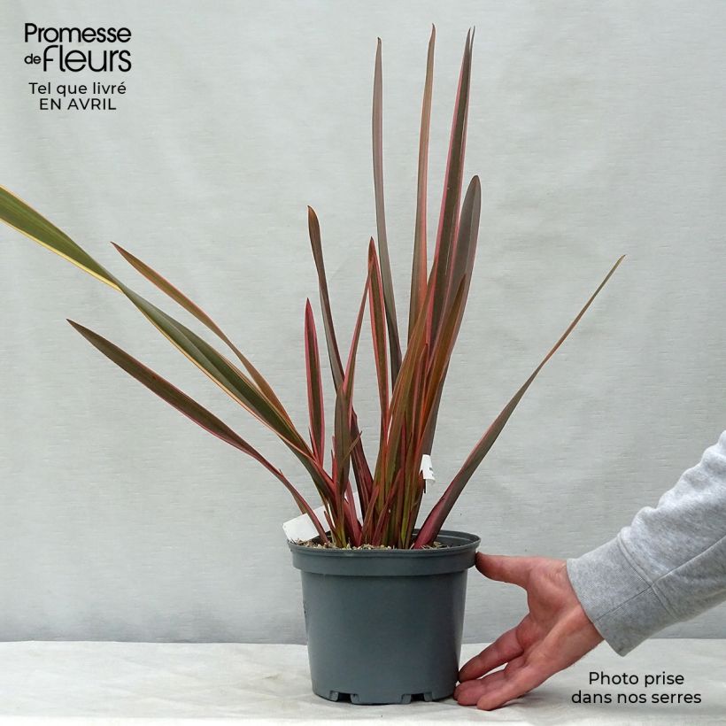 Phormium Rainbow Queen - Lino della Nuova Zelanda Vaso da 2L/3L esemplare consegnato in primavera