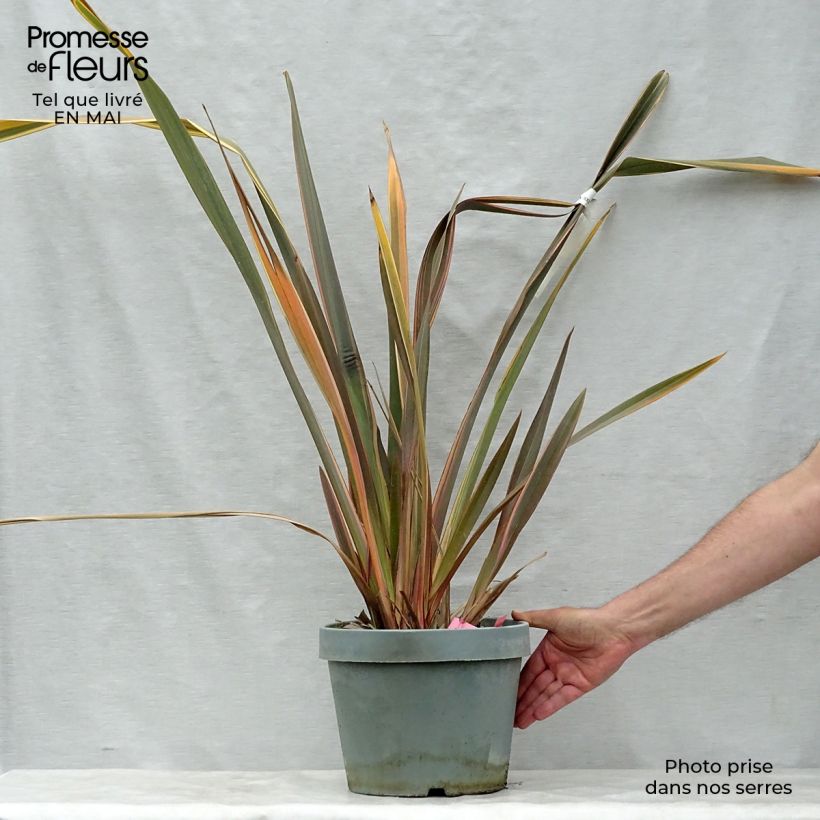 Phormium Rainbow Queen - Lino della Nuova Zelanda Vaso da 7,5L/10L esemplare consegnato in primavera