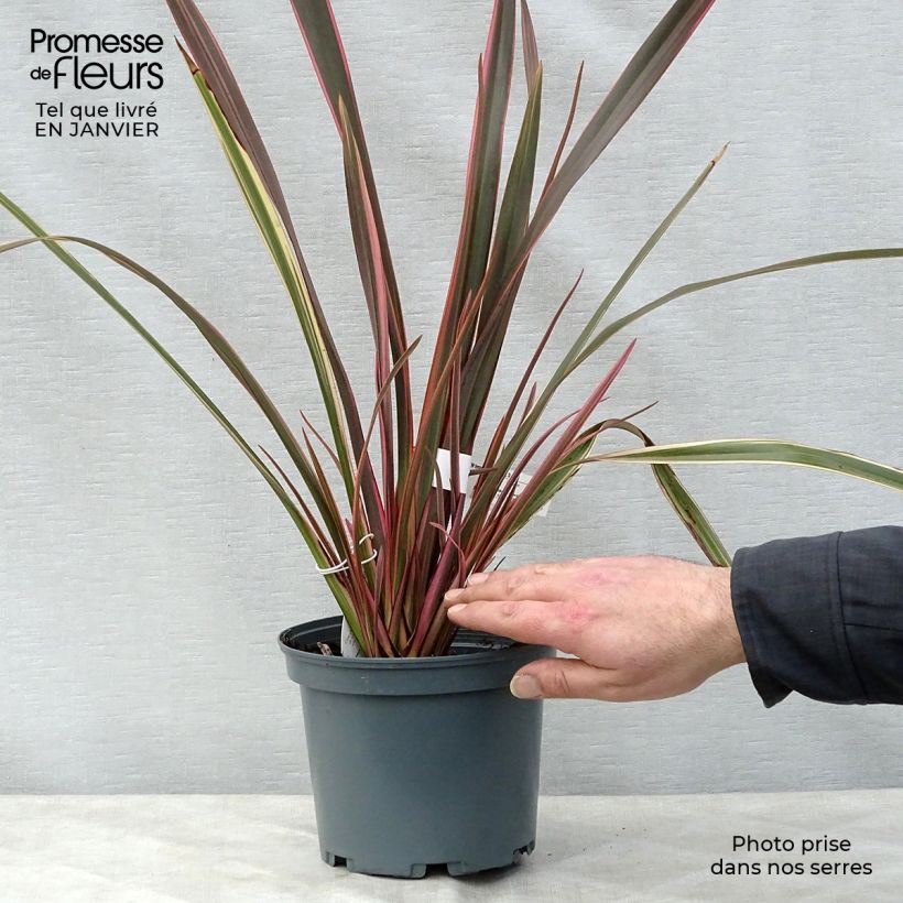 Phormium Rainbow Queen - Lino della Nuova Zelanda Vaso da 2L/3L esemplare consegnato in inverno
