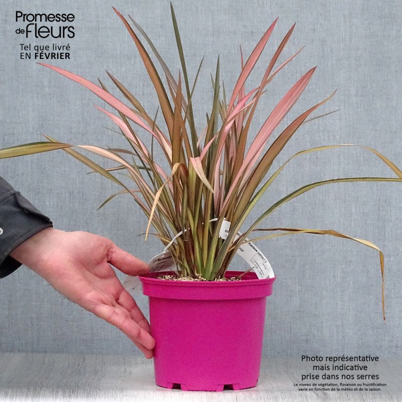 Phormium Rainbow Sunrise - Lino della Nuova Zelanda Vaso da 3L/4L esemplare consegnato in inverno