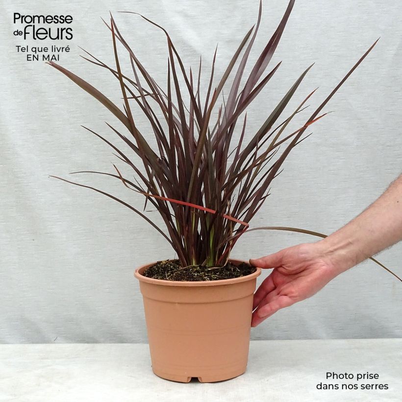 Phormium Special Red - Lino della Nuova Zelanda Vaso da 4L/5L esemplare consegnato in primavera
