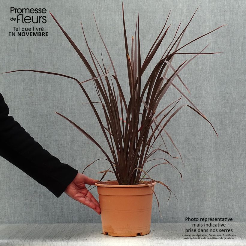 Esemplare di Phormium Special Red - Lino della Nuova Zelanda Vaso da 4L/5L come consegnato in autunno