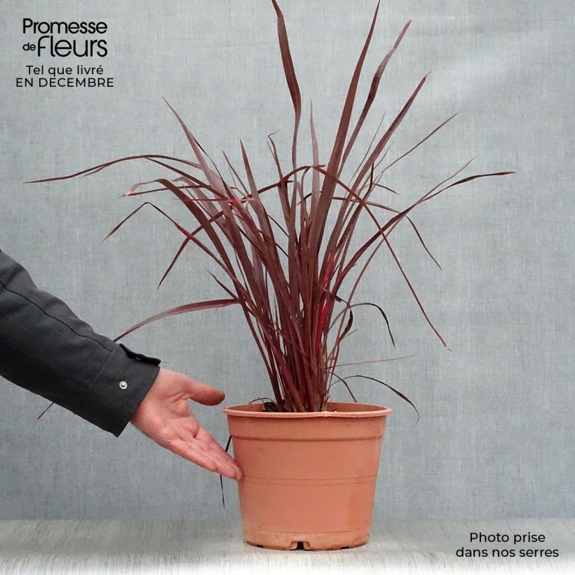 Phormium Special Red - Lino della Nuova Zelanda Vaso da 4L/5L esemplare consegnato in inverno