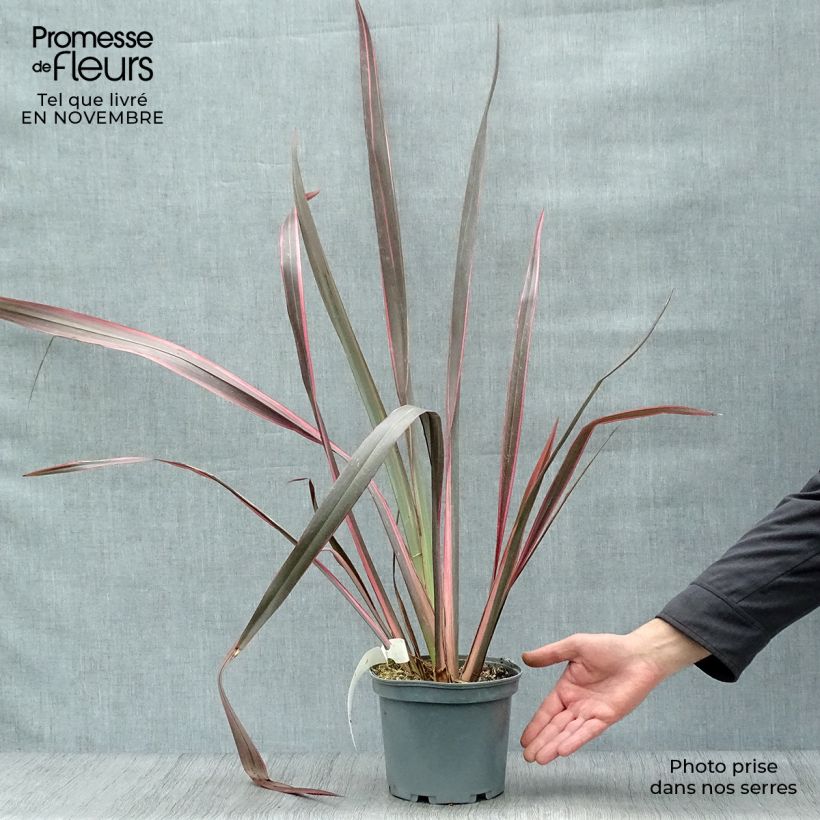 Esemplare di Phormium Sundowner - Lino della Nuova Zelanda Vaso da 2L/3L come consegnato in autunno