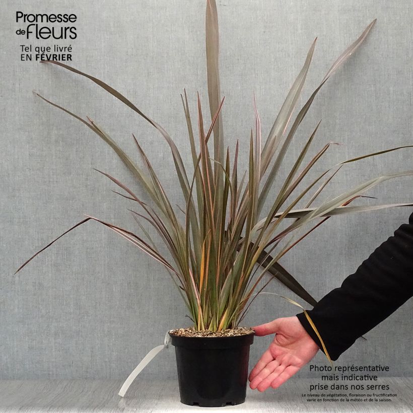 Phormium Sundowner - Lino della Nuova Zelanda Vaso da 2L/3L esemplare consegnato in inverno