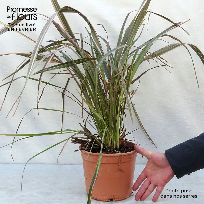 Phormium Sundowner - Lino della Nuova Zelanda Vaso da 4L/5L esemplare consegnato in inverno