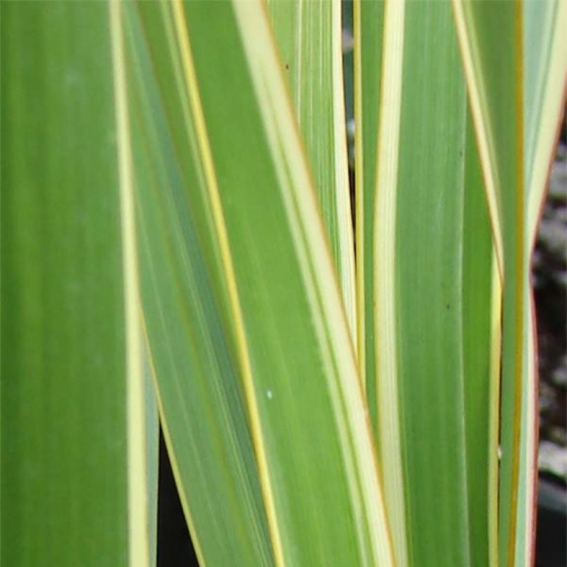 Phormium cookianum subsp. hookeri Tricolor (Fogliame)