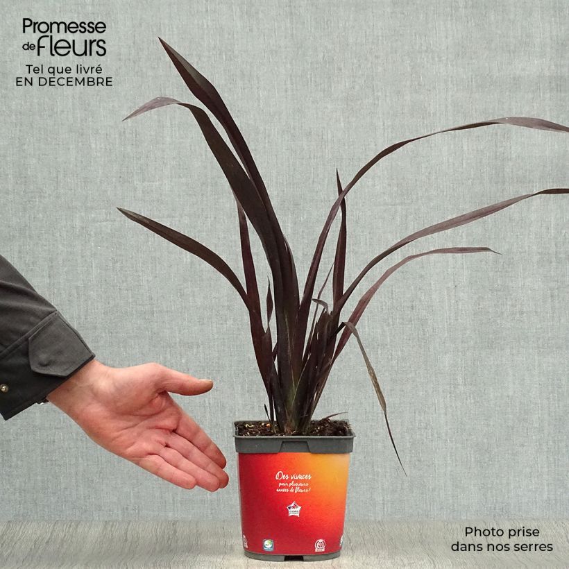 Phormium cookianum Black adder Vaso da 2L/3L esemplare consegnato in inverno