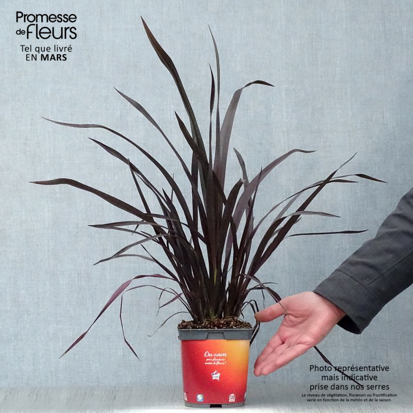Phormium cookianum Black adder Vaso da 2L/3L esemplare consegnato in primavera