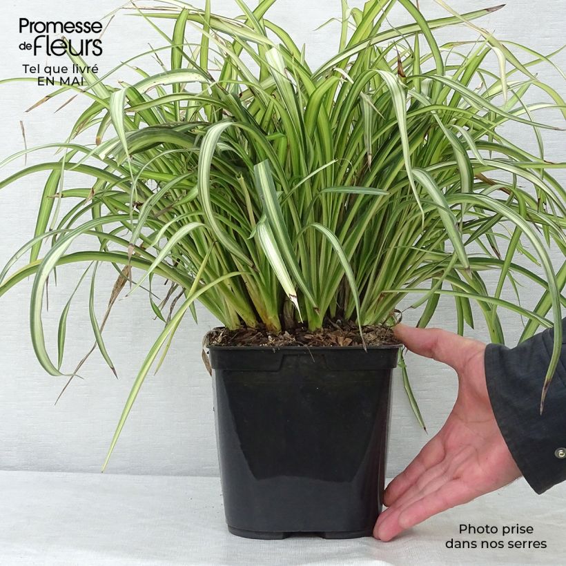 Phormium cookianum Blondie Vaso da 4L/5L esemplare consegnato in primavera