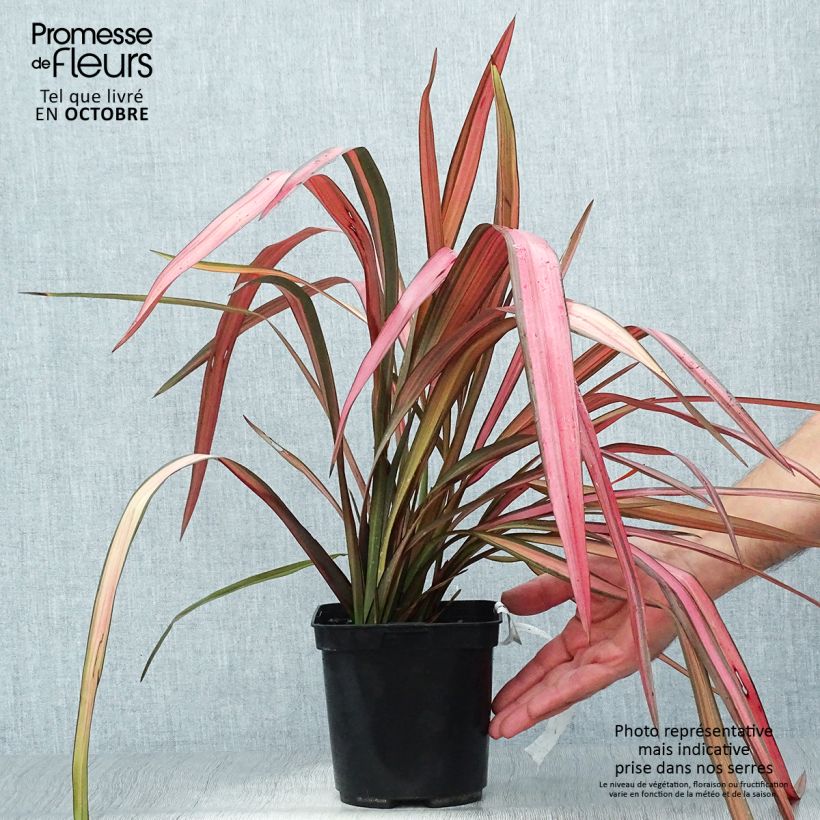 Esemplare di Phormium cookianum Maori Maiden Vaso da 3L/4L come consegnato in autunno