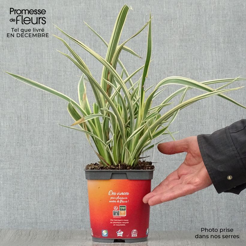 Phormium cookianum subsp. hookeri Tricolor Vaso da 1,5L/2L esemplare consegnato in inverno