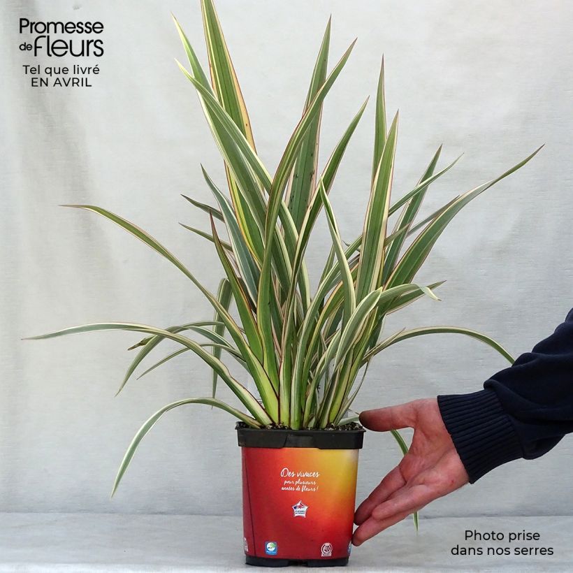 Phormium cookianum subsp. hookeri Tricolor Vaso da 1,5L/2L esemplare consegnato in primavera