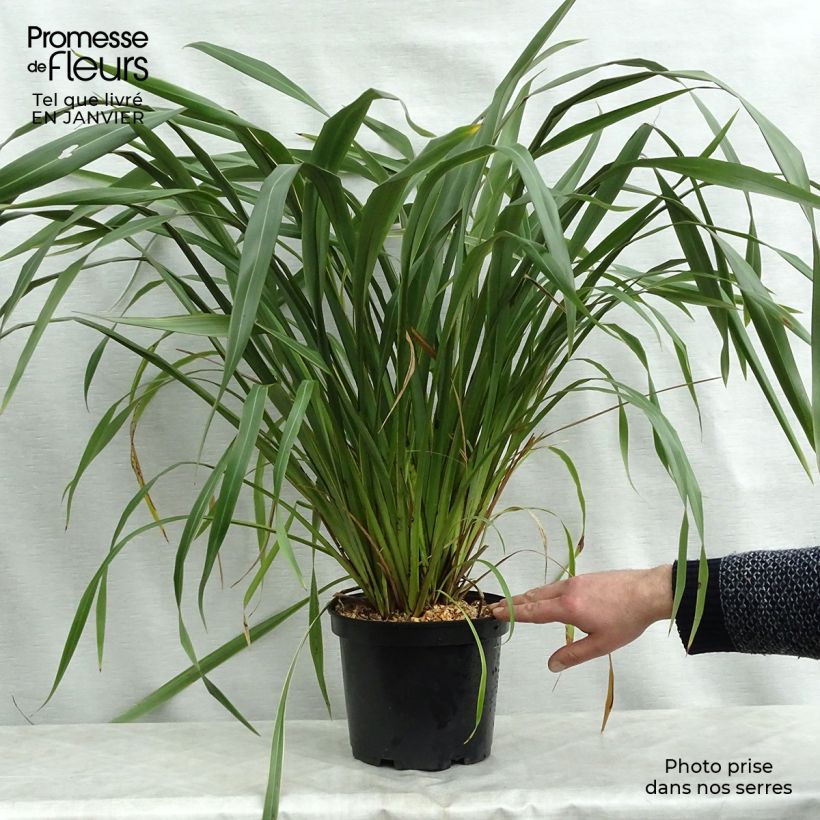 Phormium cookianum subsp. hookeri Tricolor Vaso da 3L/4L esemplare consegnato in inverno