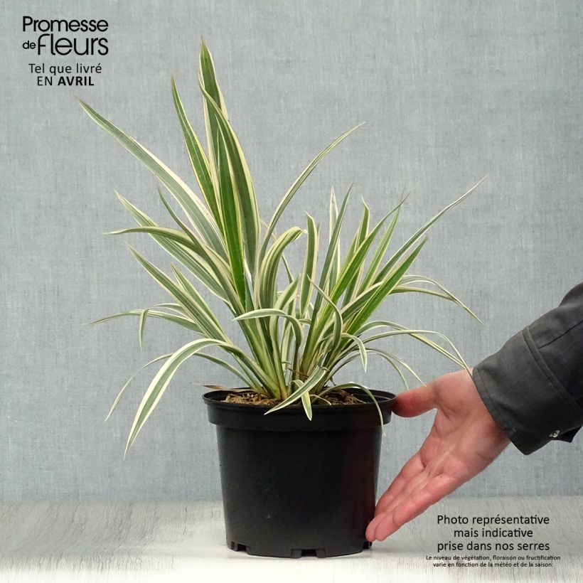 Phormium cookianum subsp. hookeri Tricolor Vaso da 3L/4L esemplare consegnato in primavera