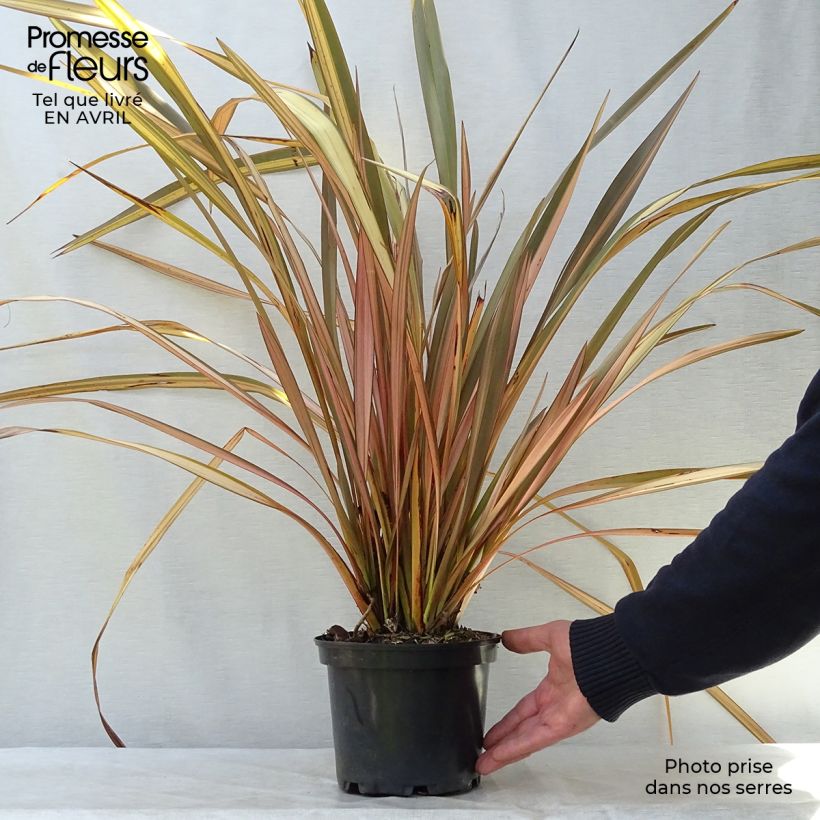 Phormium Evening Glow - Lino della Nuova Zelanda Vaso da 2L/3L esemplare consegnato in primavera