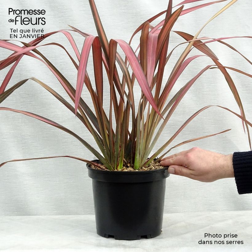 Phormium Evening Glow - Lino della Nuova Zelanda Vaso da 4L/5L esemplare consegnato in inverno