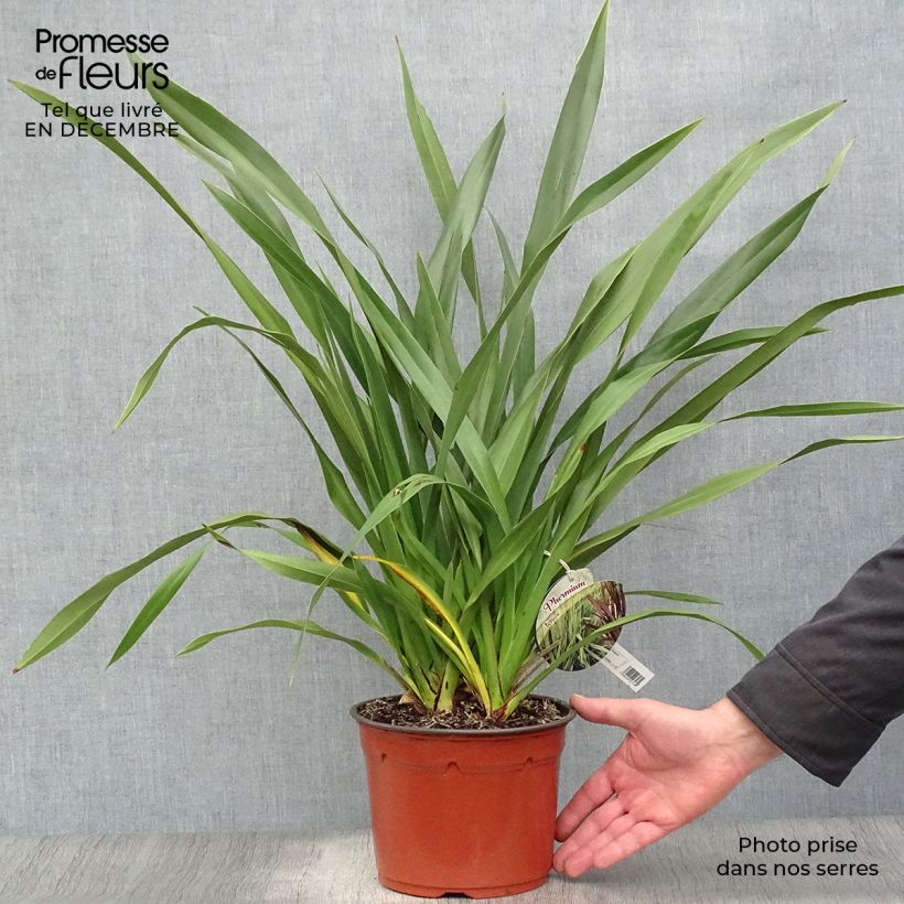 Phormium tenax - Lino della Nuova Zelanda Vaso da 2L/3L esemplare consegnato in inverno