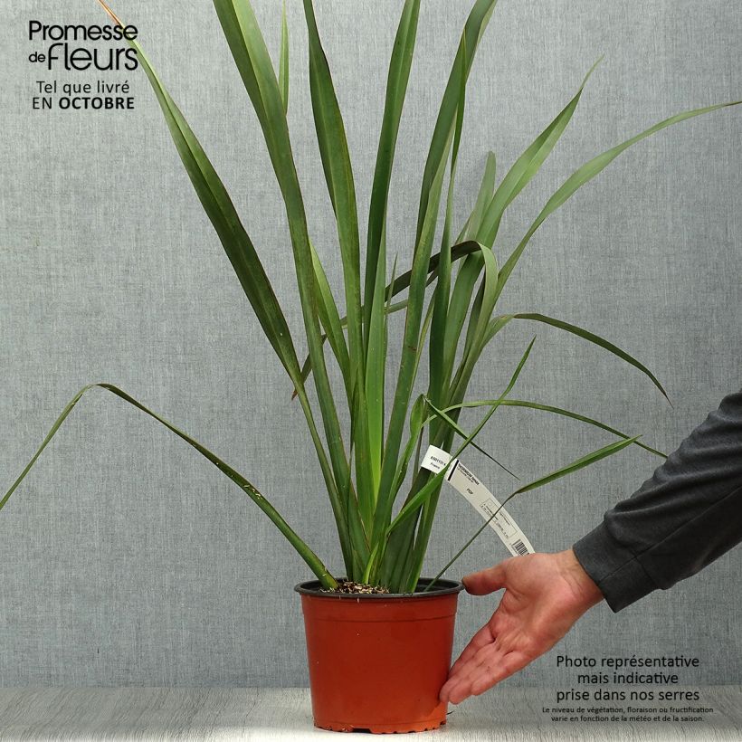 Esemplare di Phormium tenax - Lino della Nuova Zelanda Vaso da 2L/3L come consegnato in autunno