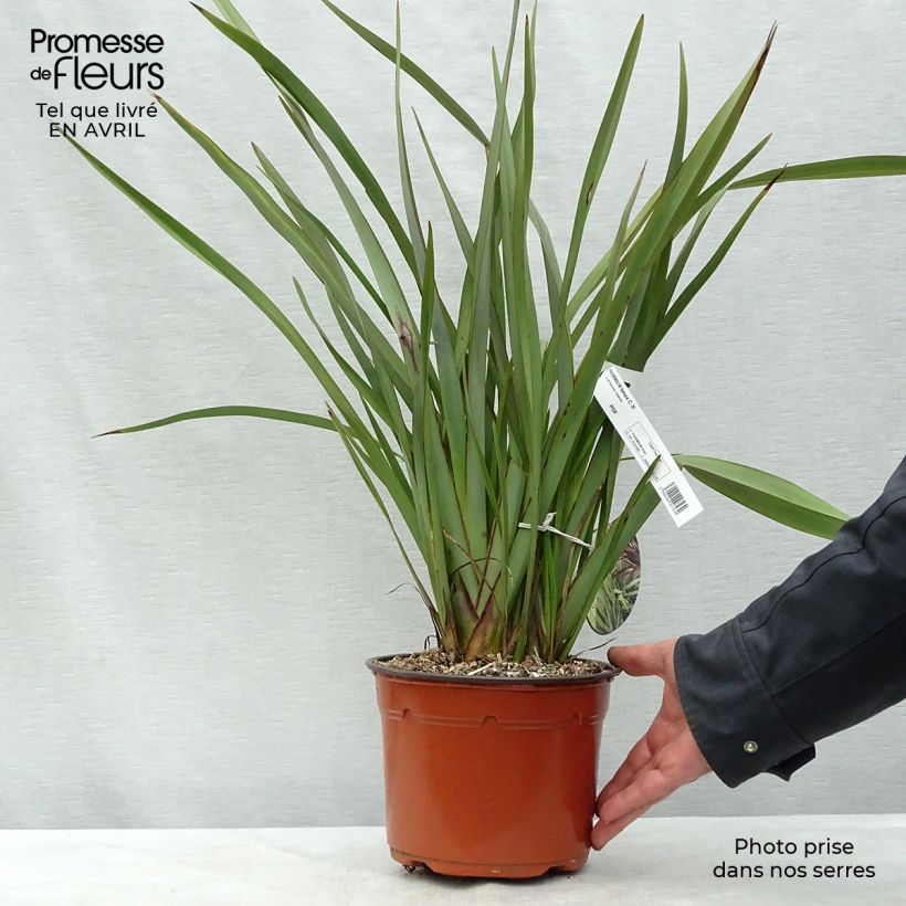 Phormium tenax - Lino della Nuova Zelanda Vaso da 2L/3L esemplare consegnato in primavera