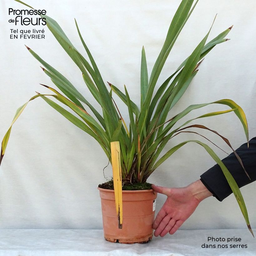 Phormium tenax - Lino della Nuova Zelanda Vaso da 4L/5L esemplare consegnato in inverno