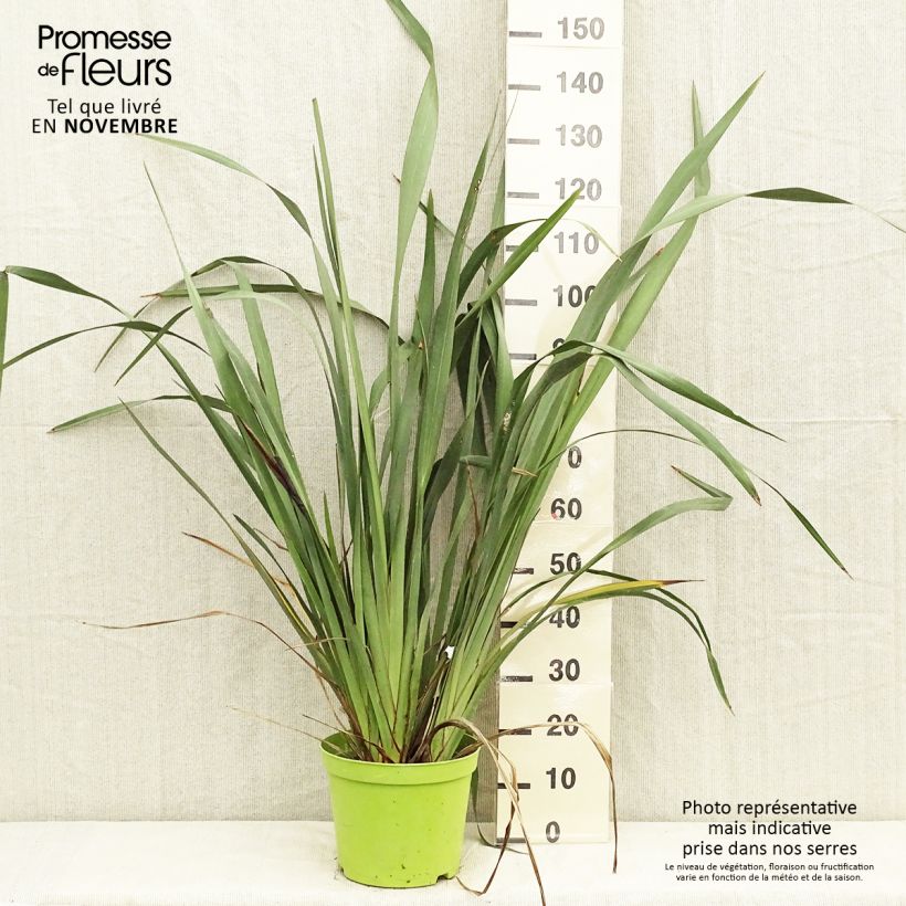 Esemplare di Phormium tenax - Lino della Nuova Zelanda Vaso da 7,5L/10L come consegnato in autunno