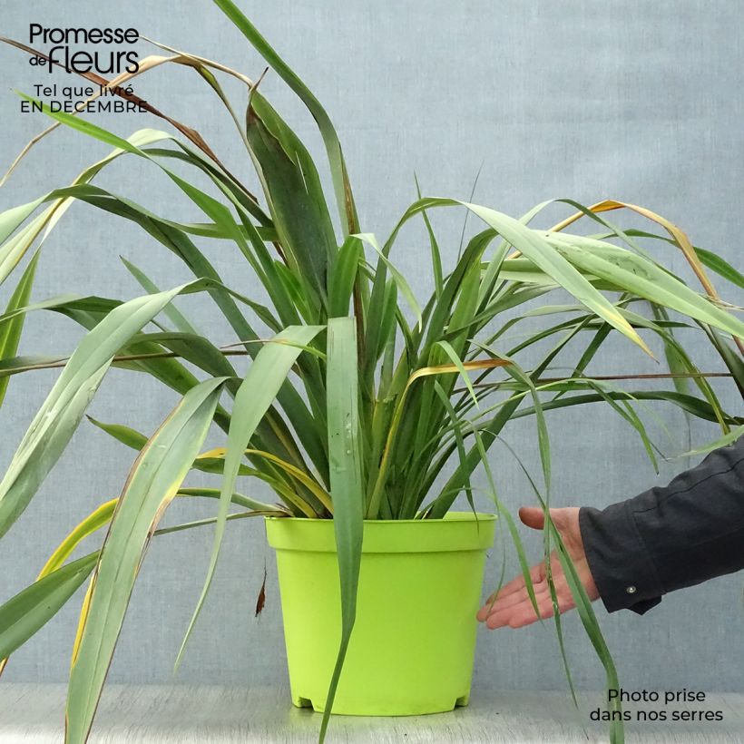 Phormium tenax - Lino della Nuova Zelanda Vaso da 7,5L/10L esemplare consegnato in inverno