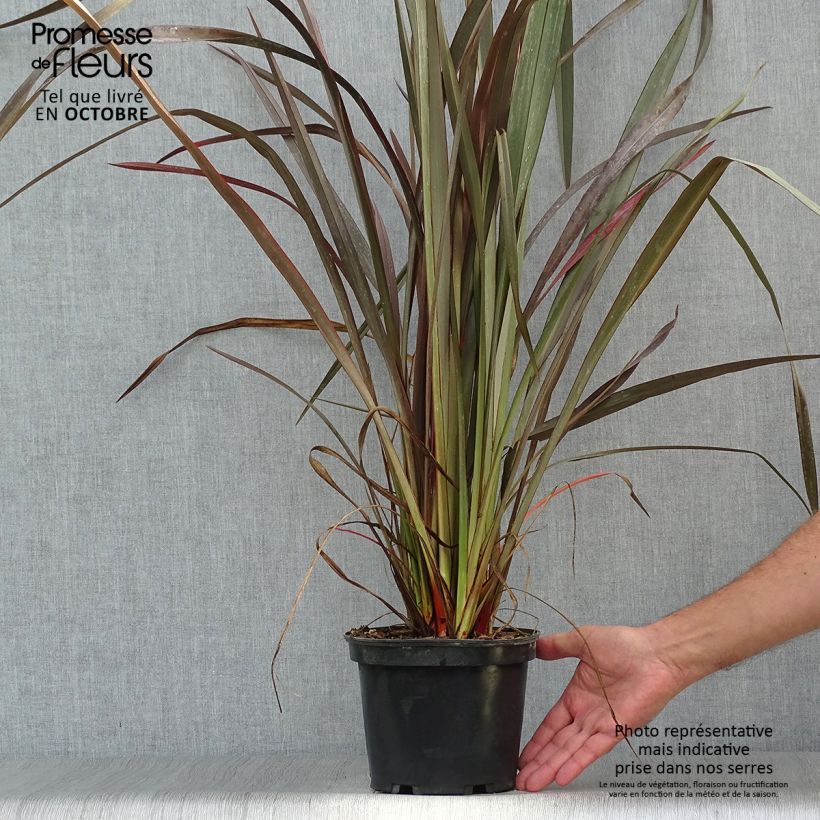 Esemplare di Phormium Purpureum - Lino della Nuova Zelanda Vaso da 2L/3L come consegnato in autunno