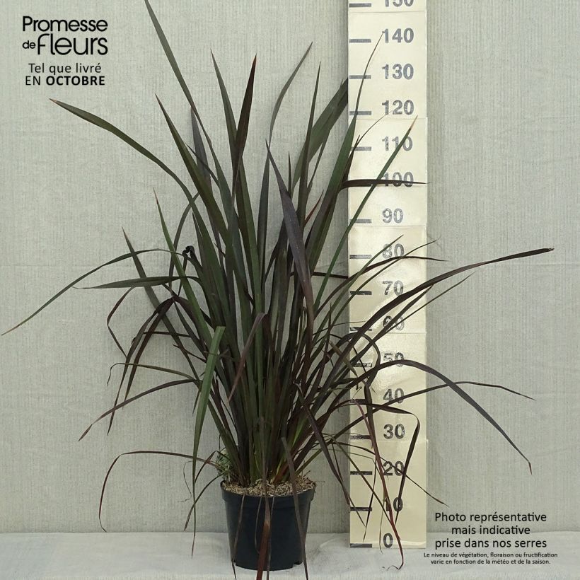 Esemplare di Phormium Purpureum - Lino della Nuova Zelanda Vaso da 7,5L/10L come consegnato in autunno