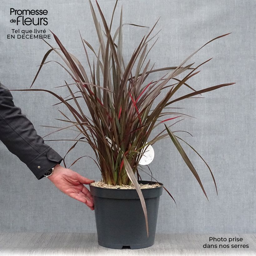 Phormium Purpureum - Lino della Nuova Zelanda Vaso da 7,5L/10L esemplare consegnato in inverno