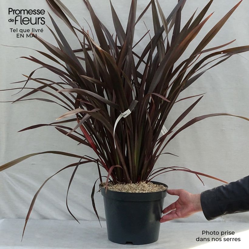 Phormium Purpureum - Lino della Nuova Zelanda Vaso da 7,5L/10L esemplare consegnato in primavera